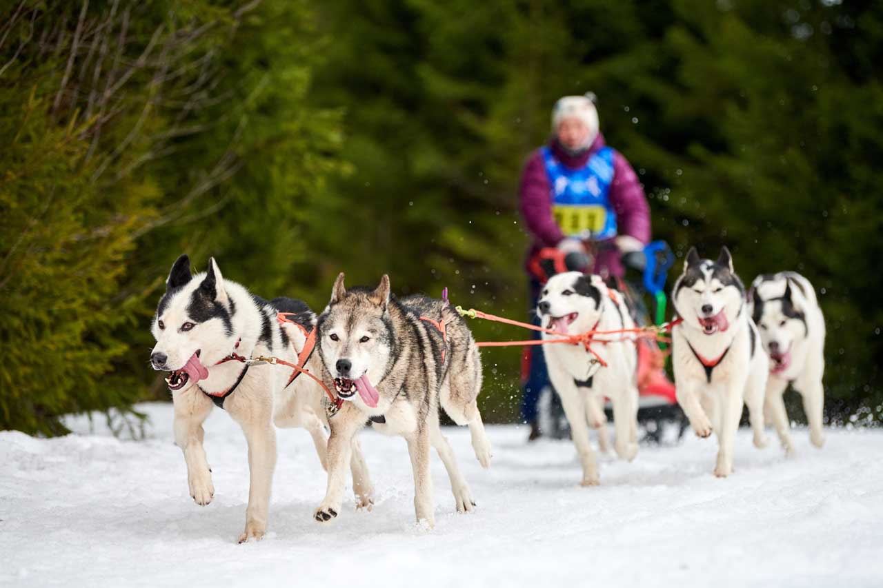 husky-sledding.jpg