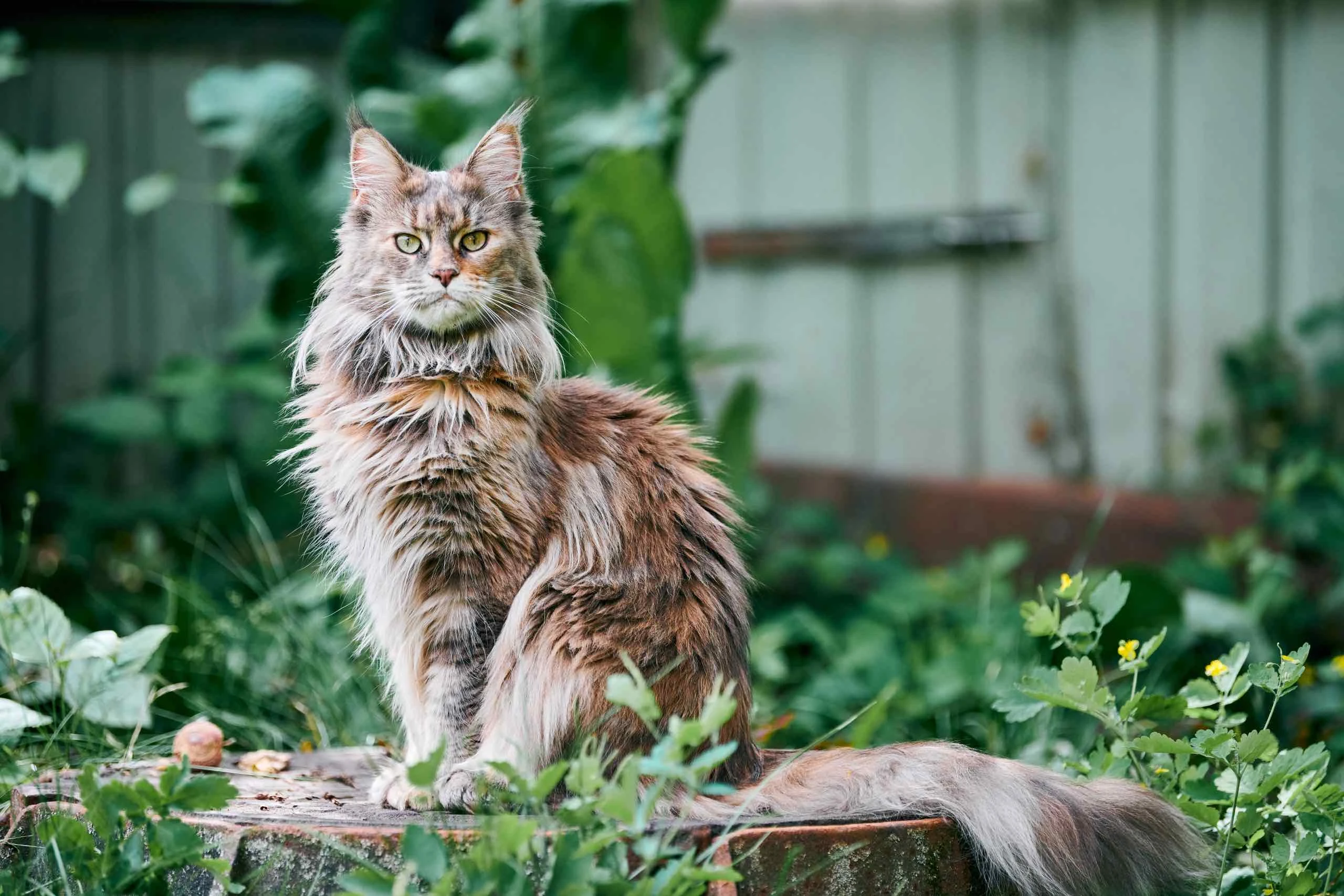 En Büyük Kedi Irkları