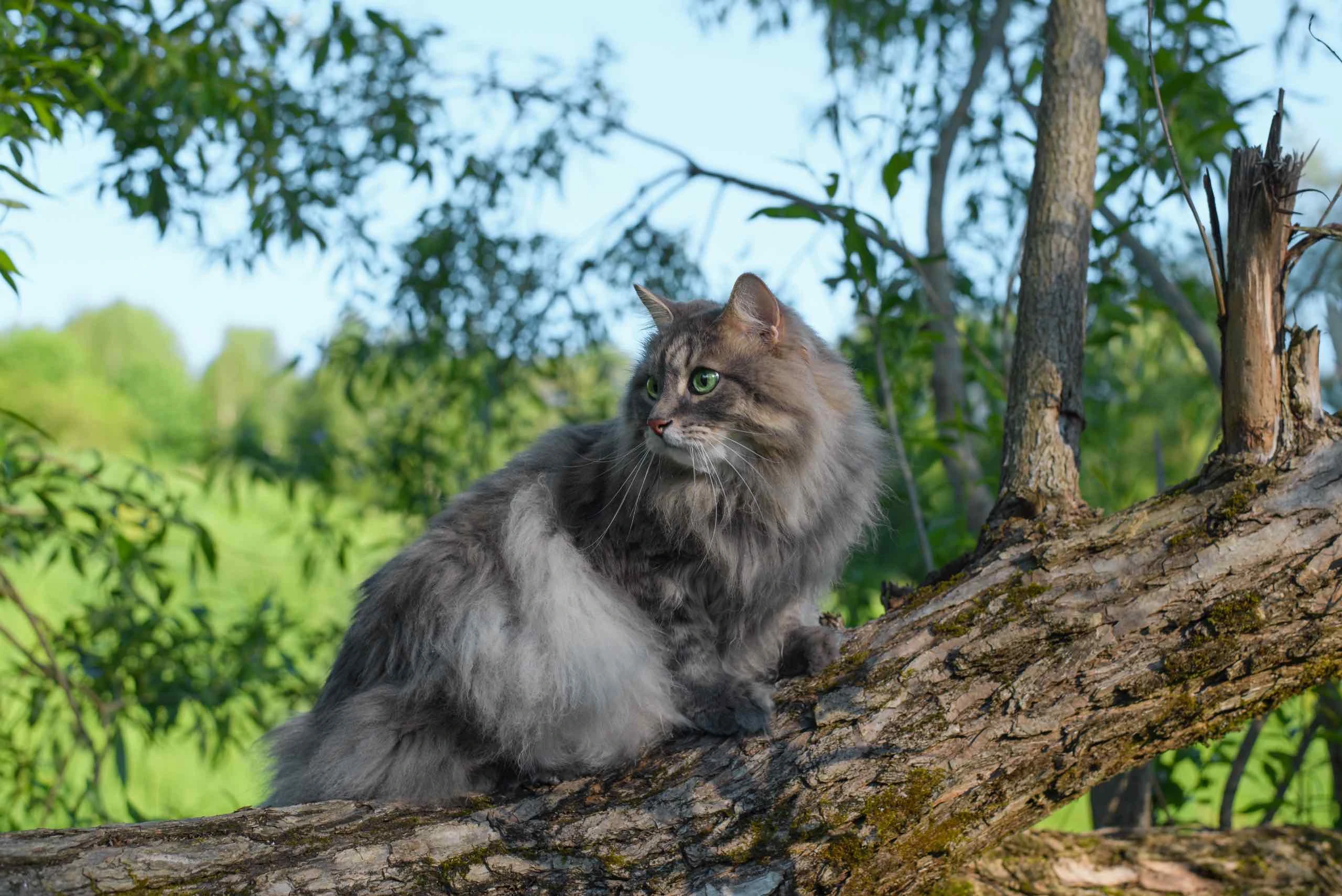 En Büyük Kedi Irkları