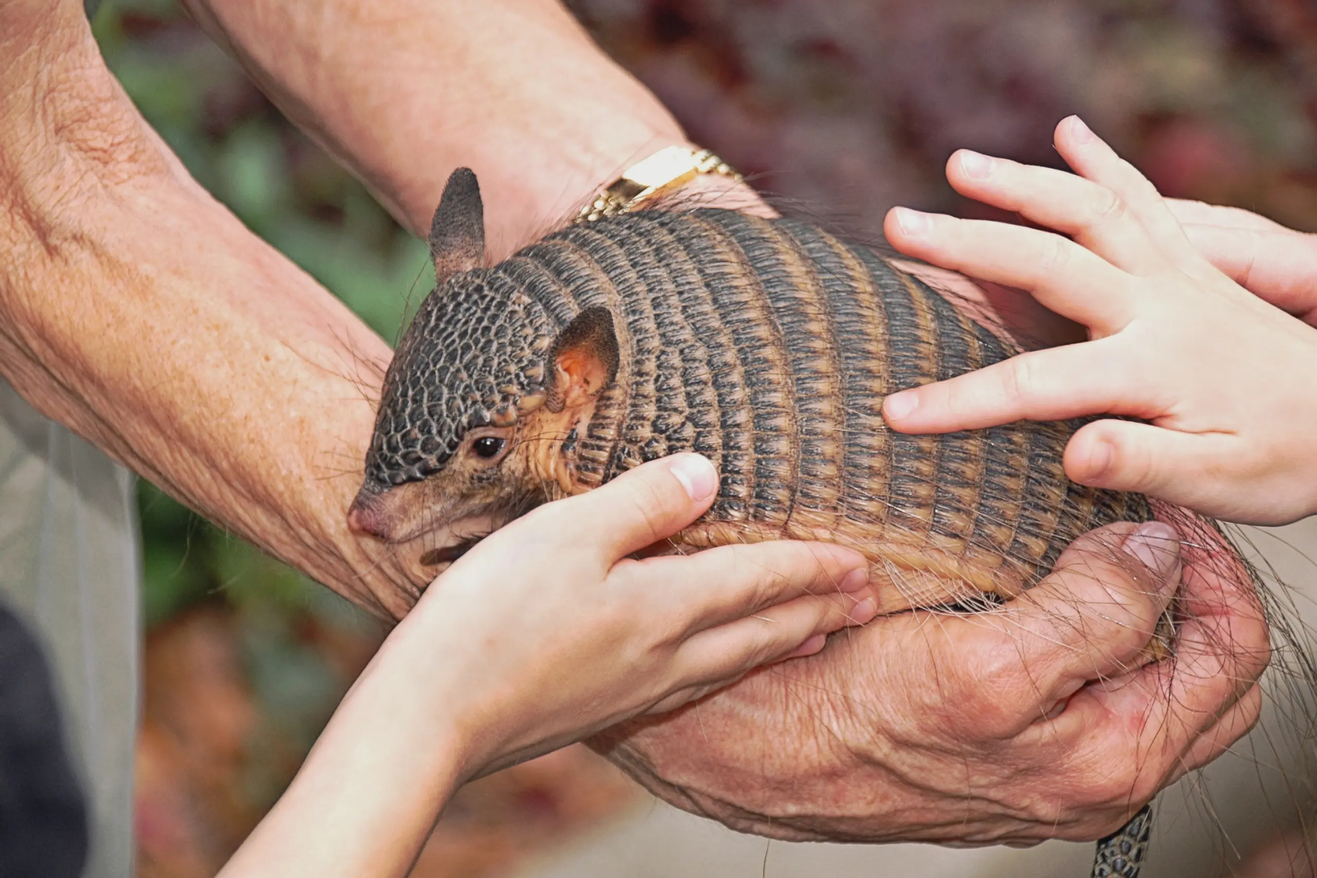 Sumatranın Yağmur Ormanlarında Yaşayan En Nadir Hayvan: Pangolin