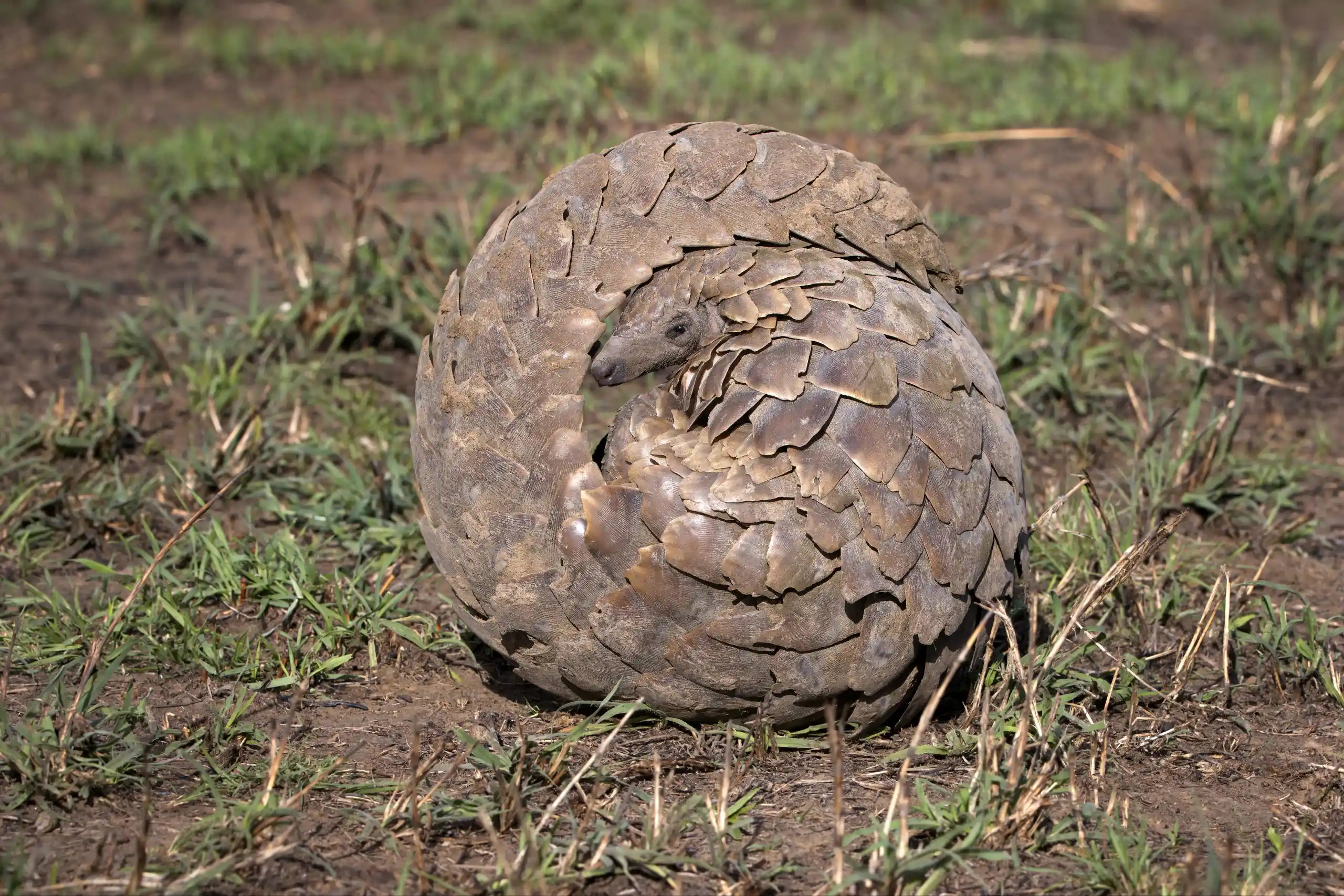 Sumatranın Yağmur Ormanlarında Yaşayan En Nadir Hayvan: Pangolin