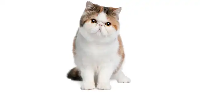 Exotic Shorthair kedisi fotoğrafı