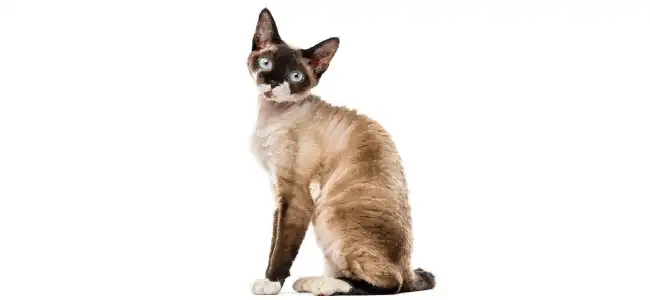 Devon Rex kedisi fotoğrafı