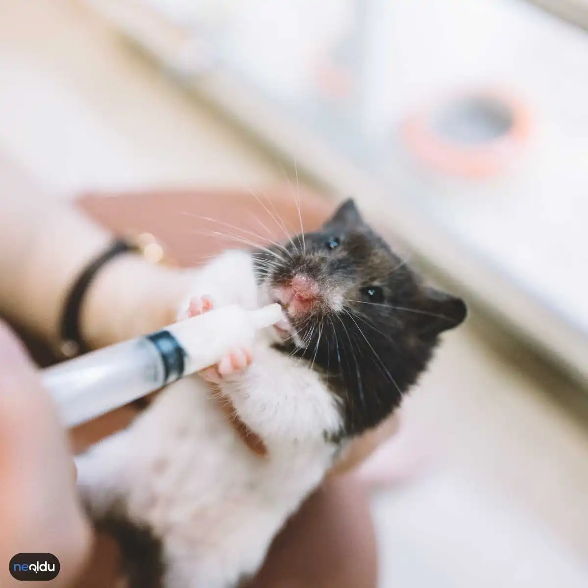 Hamster Bakımı