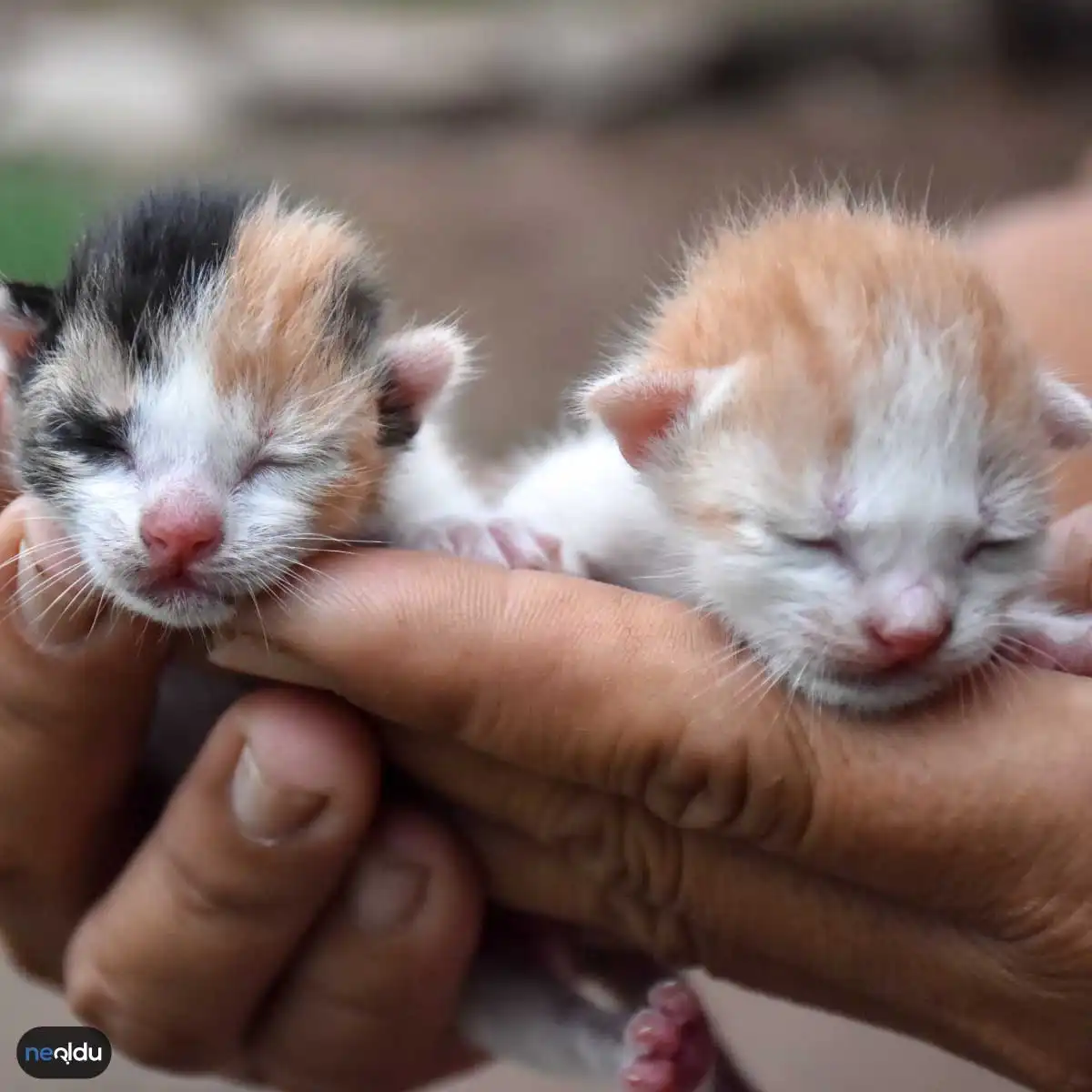 Yavru Kedi Bakımı Nasıl Olur