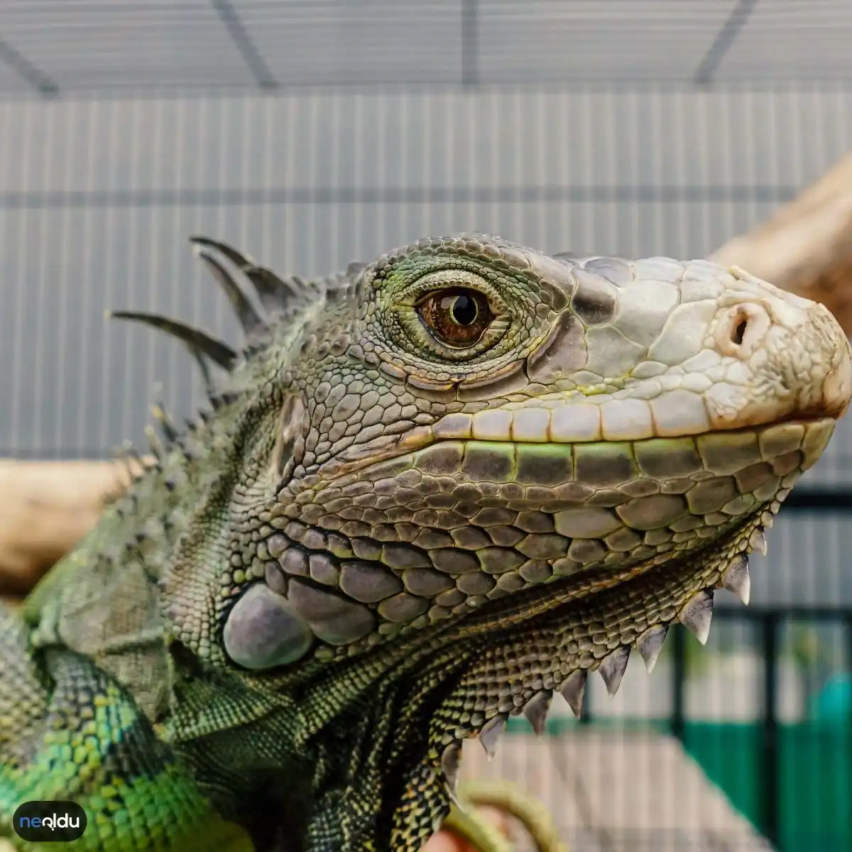 İguana Bakımı Nasıl Yapılır