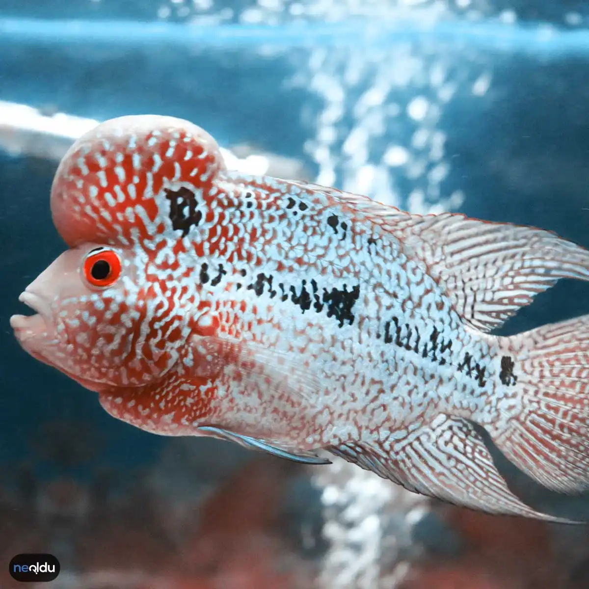 Flowerhorn Balığı Bakımı