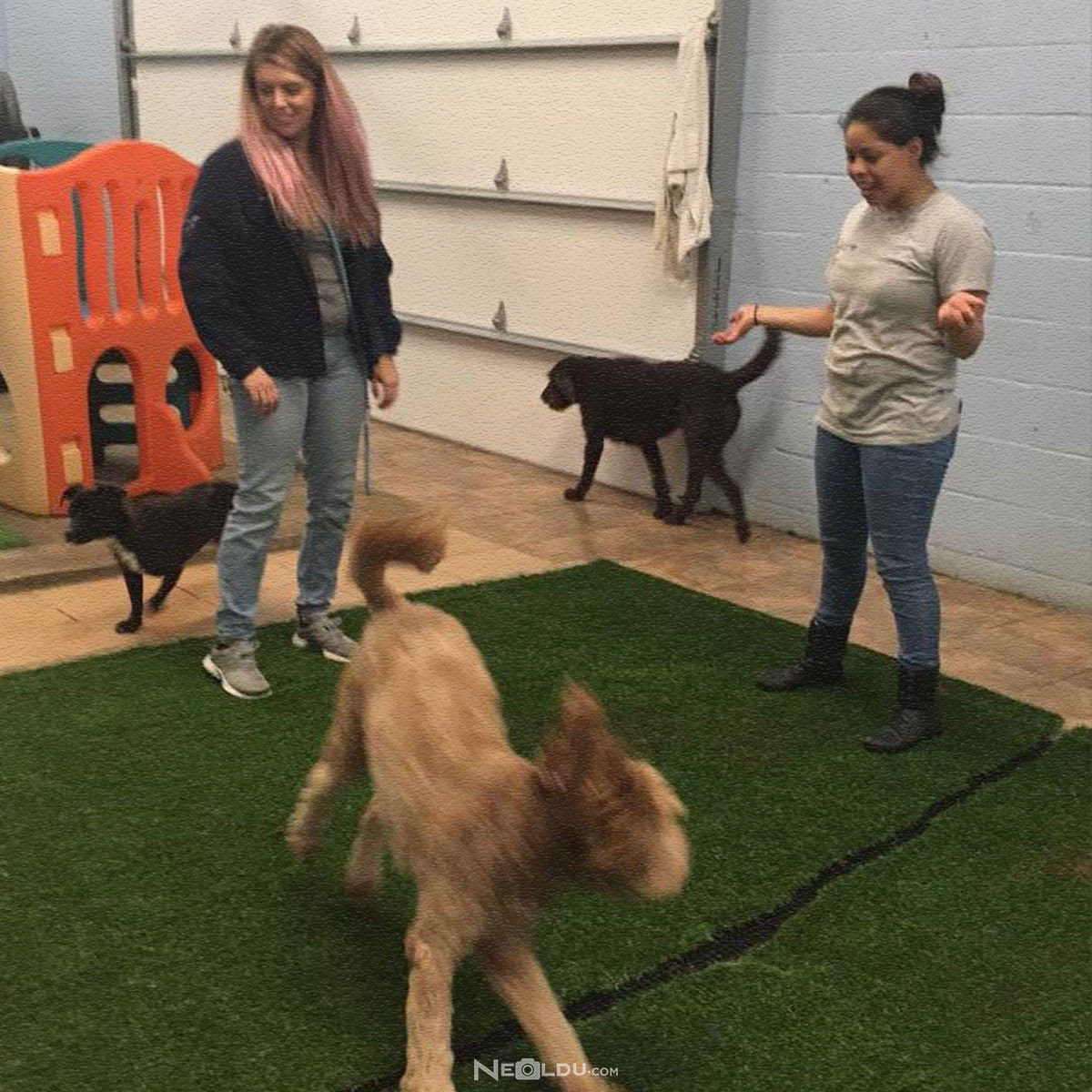 Sizin İçin Hangi Köpek Irkı Uygun?