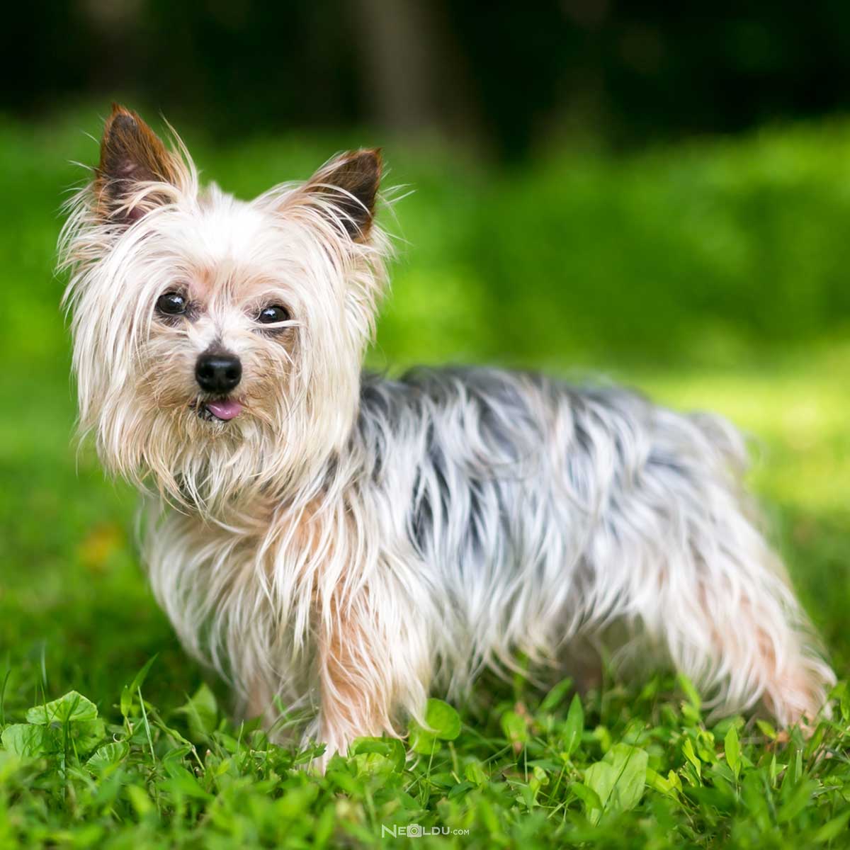 Yorkshire Terrier Köpek Cinsi