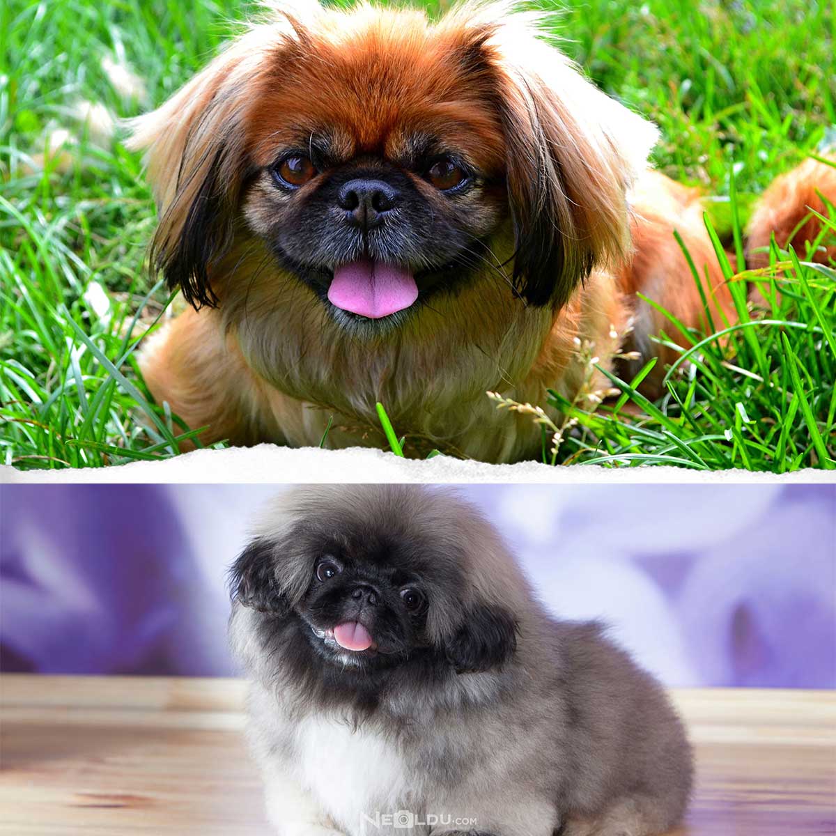 Pekingese Köpek Cinsi Hakkında