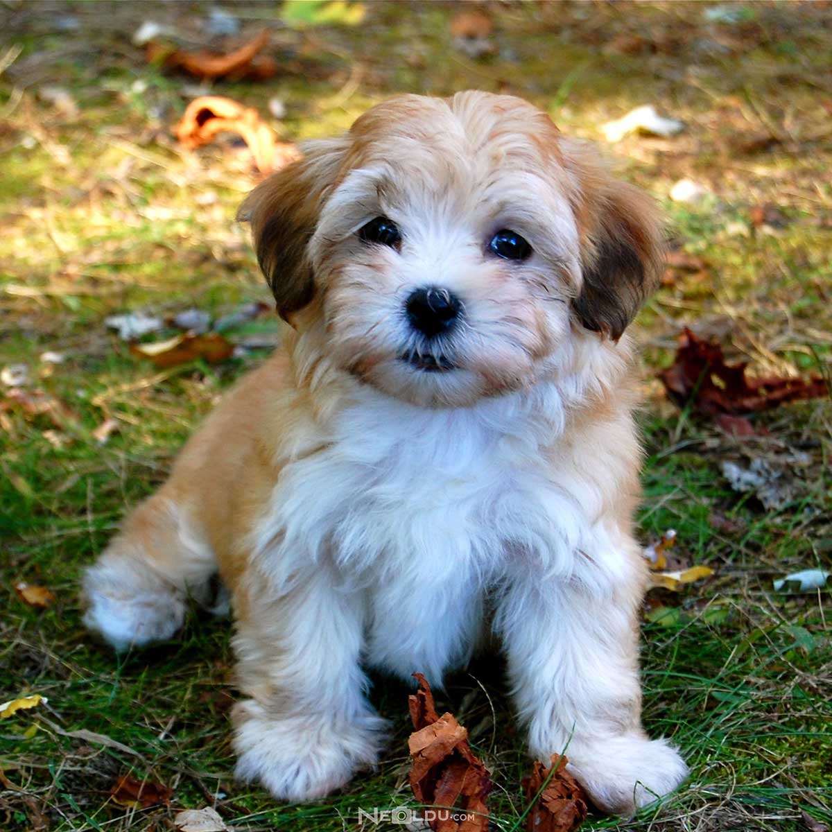 Havanese Köpek Cinsi