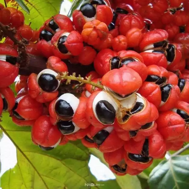 Guarana Çayı