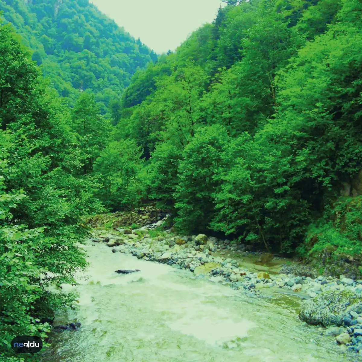 Rize Hakkında Bilinmesi Gerekenler