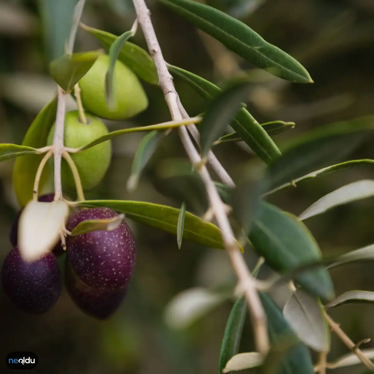 Zeytin Dalı Ve Güvercin Neden Barışın Sembolü?