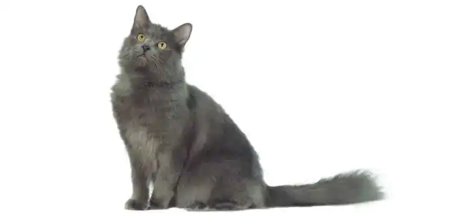 Nebelung kedisi fotoğrafı