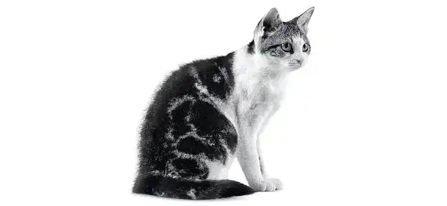 American Wirehair kedisi fotoğrafı