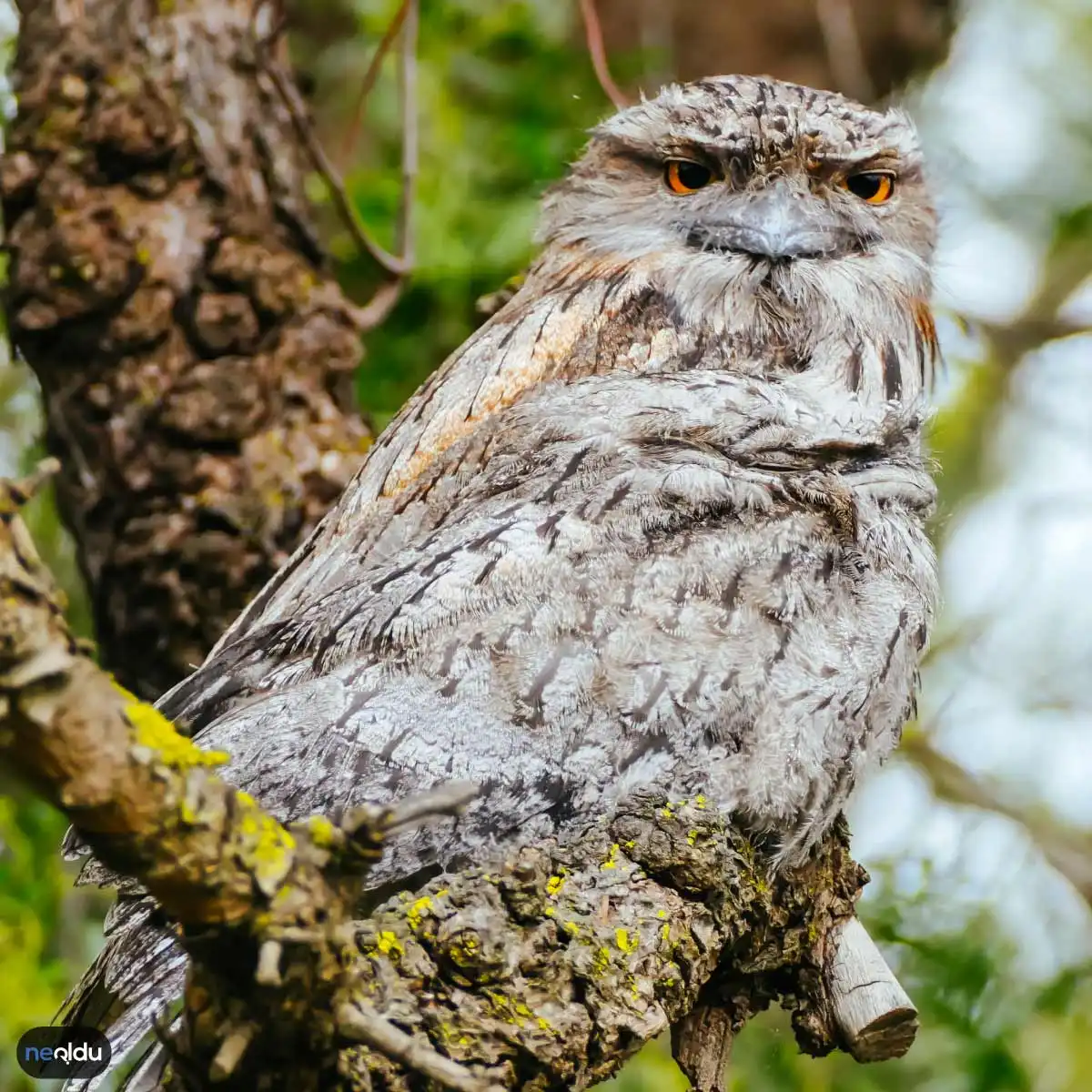 Tawny Frogmouth Avustralya Baykuşu