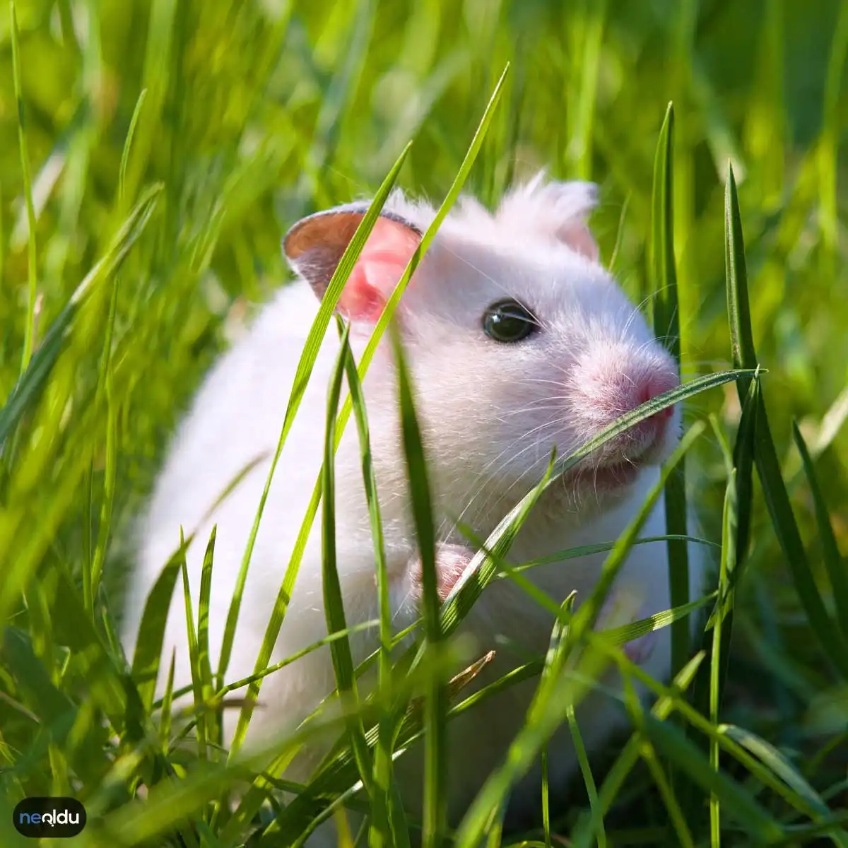 Hamster Nasıl Beslenir