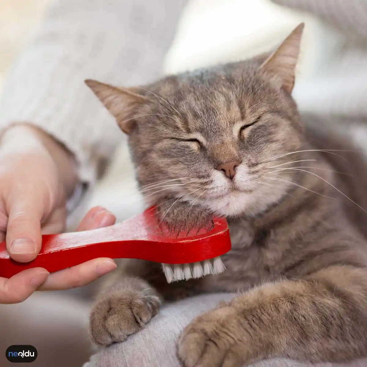 Kedi Bakımı Nasıl Yapılır