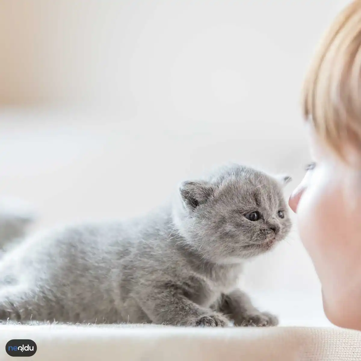 Yavru Kedi Bakımı Nasıl Olur