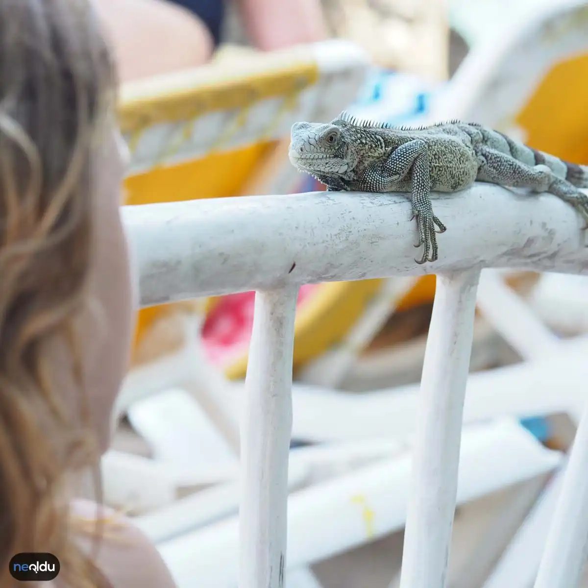 İguana Bakımı Nasıl Yapılır