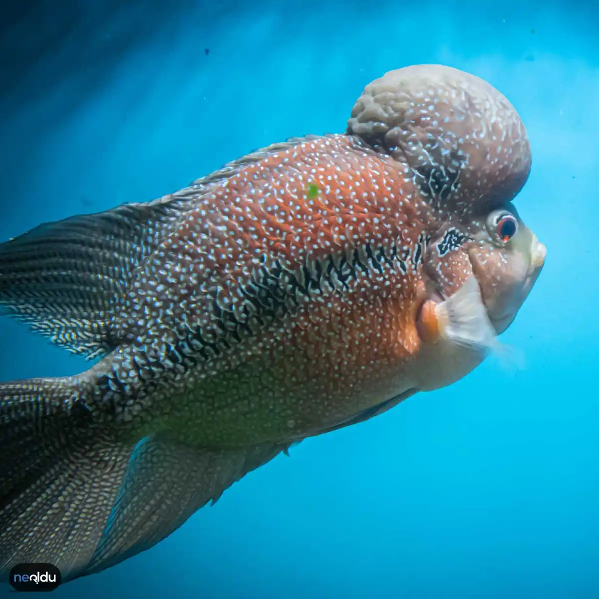 Flowerhorn Balığı Bakımı