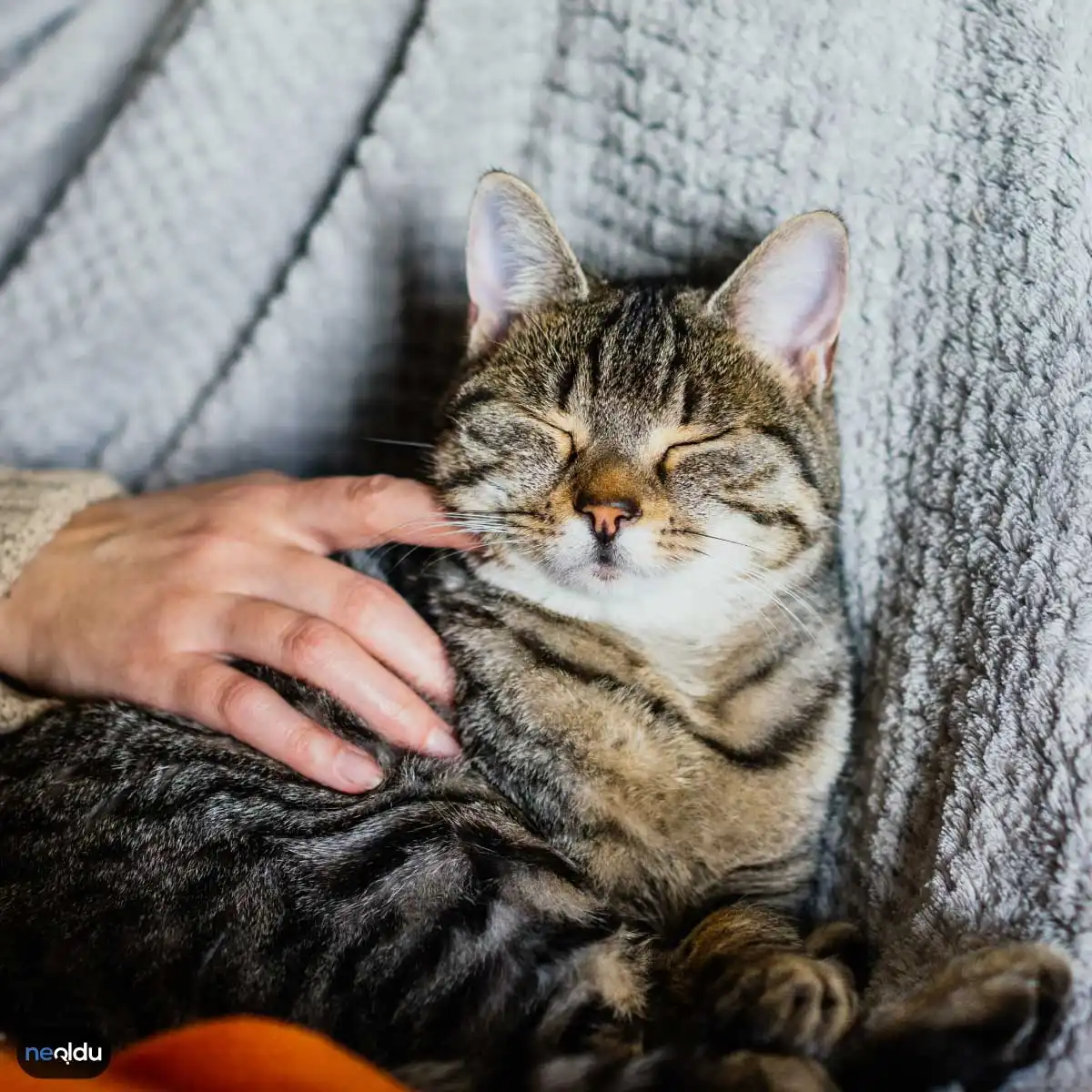 Evde Kedi Beslemenin Zararları Neler