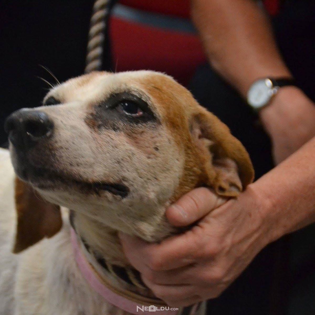 Sizin İçin Hangi Köpek Irkı Uygun?