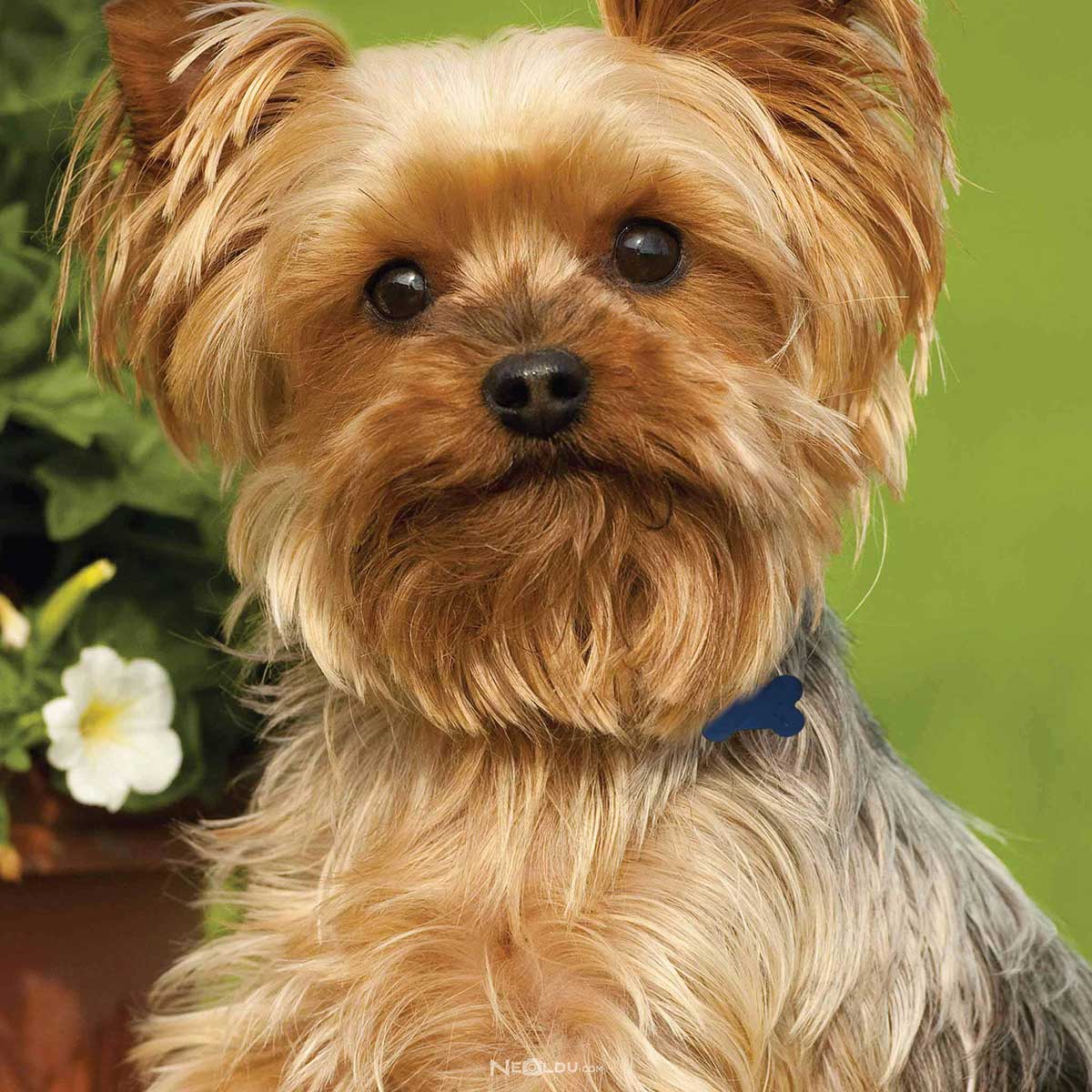 Yorkshire Terrier Köpek Cinsi