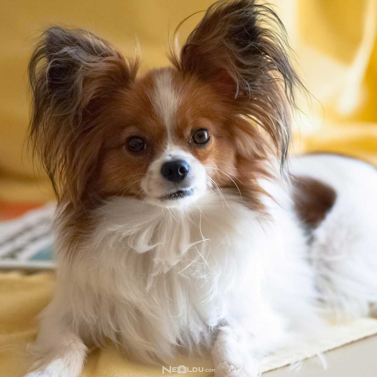 Papillon Köpek Cinsi Hakkında Bilgi