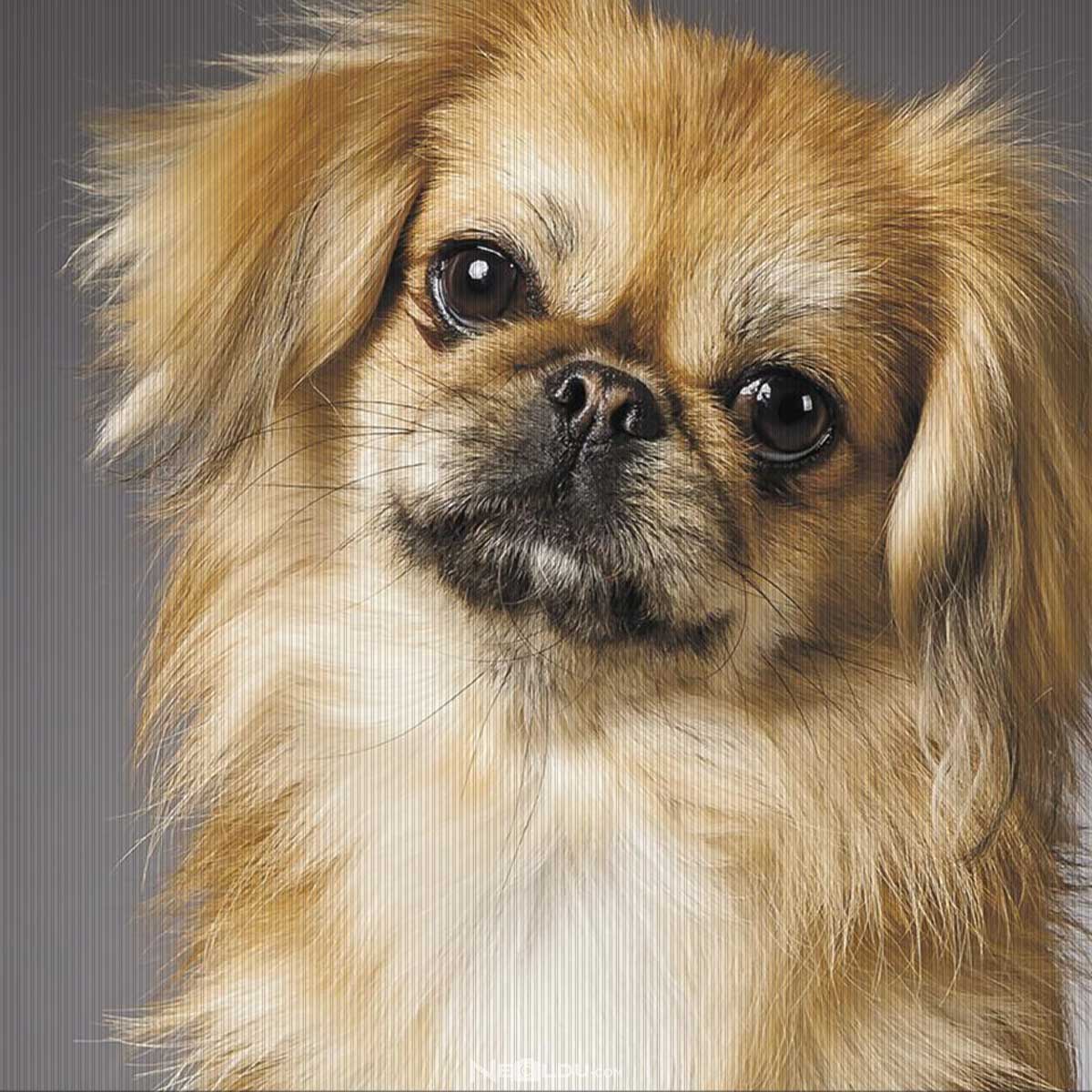 Pekingese Köpek Cinsi Hakkında