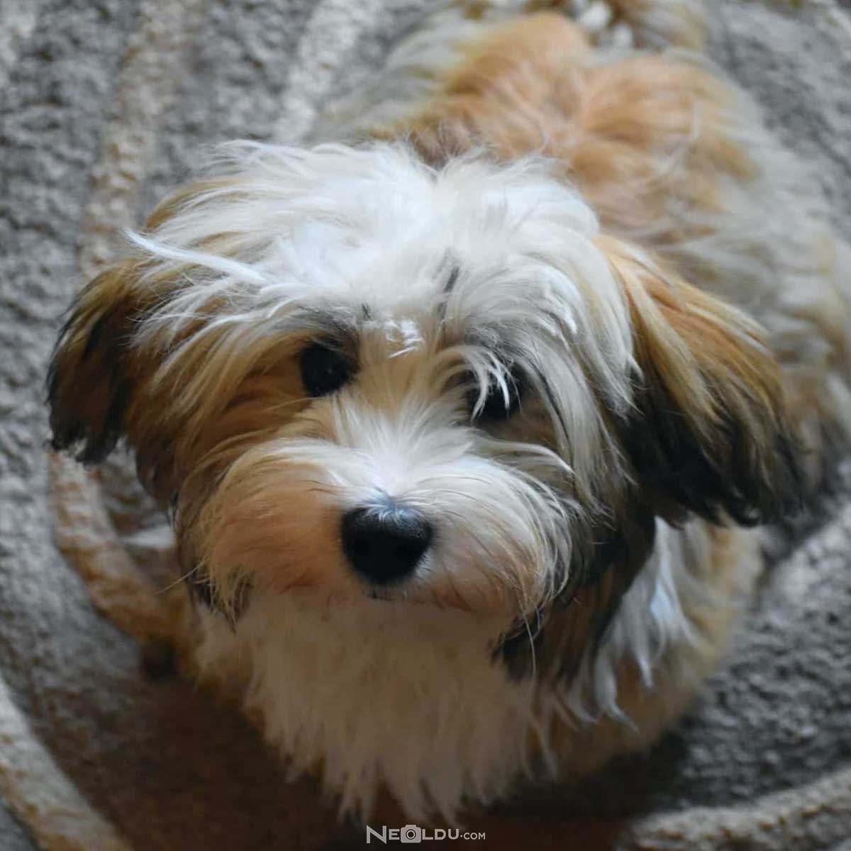 Havanese Köpek Cinsi