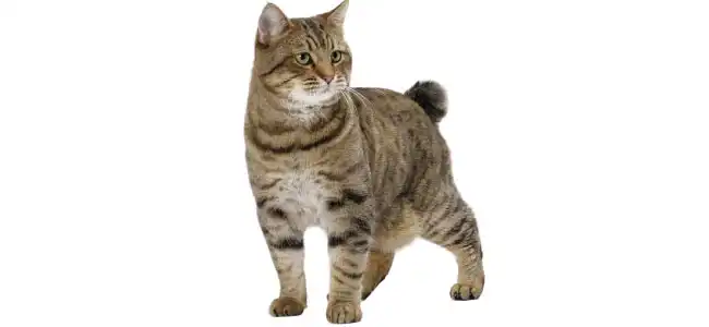 American Bobtail kedisi fotoğrafı