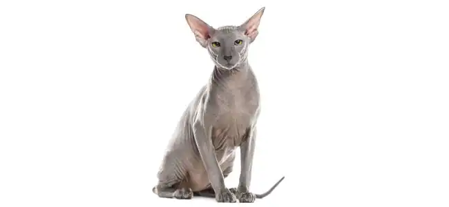 Peterbald kedisi fotoğrafı