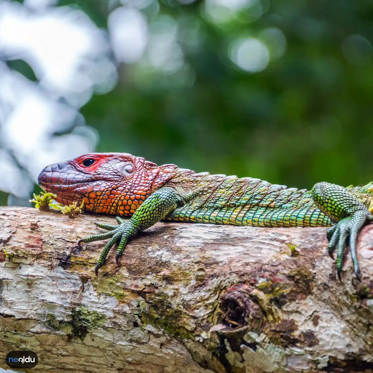 İguana Bakımı Nasıl Yapılır