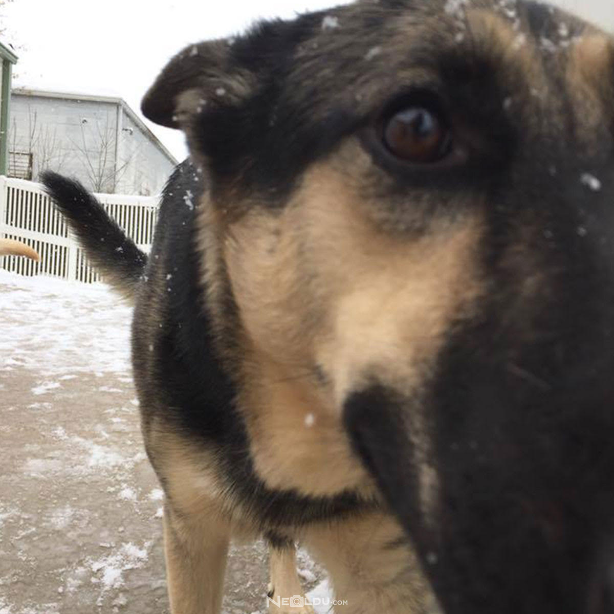 Sizin İçin Hangi Köpek Irkı Uygun?