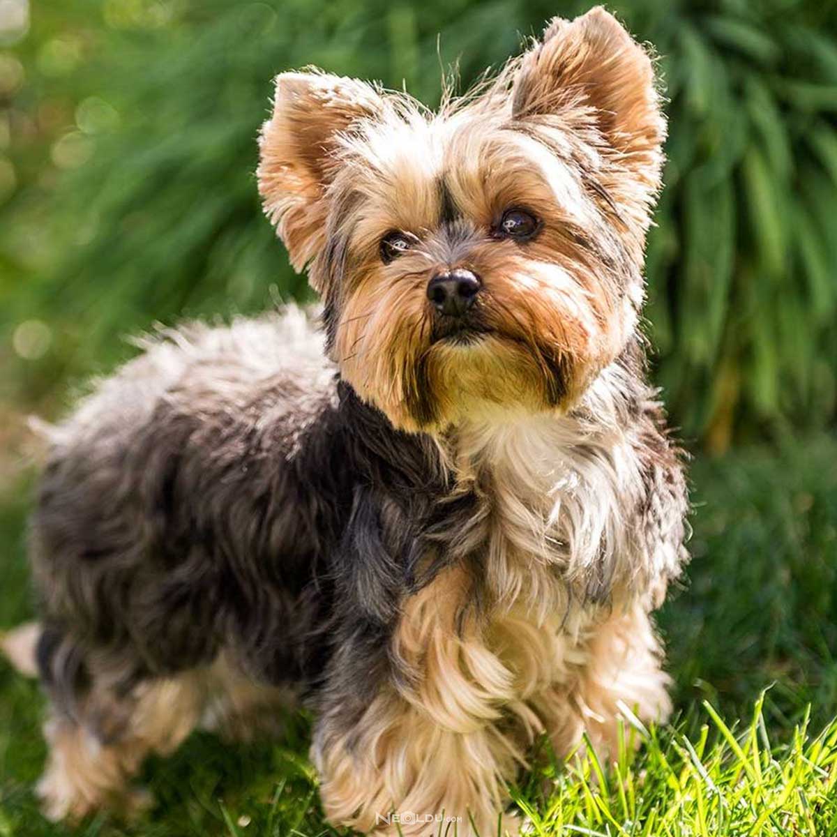 Yorkshire Terrier Köpek Cinsi