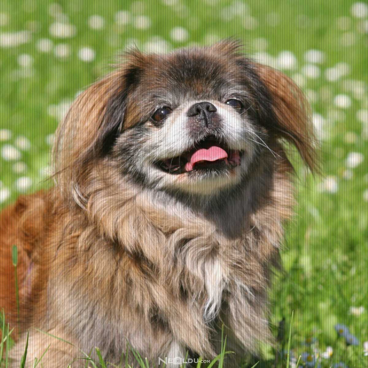 Pekingese Köpek Cinsi Hakkında