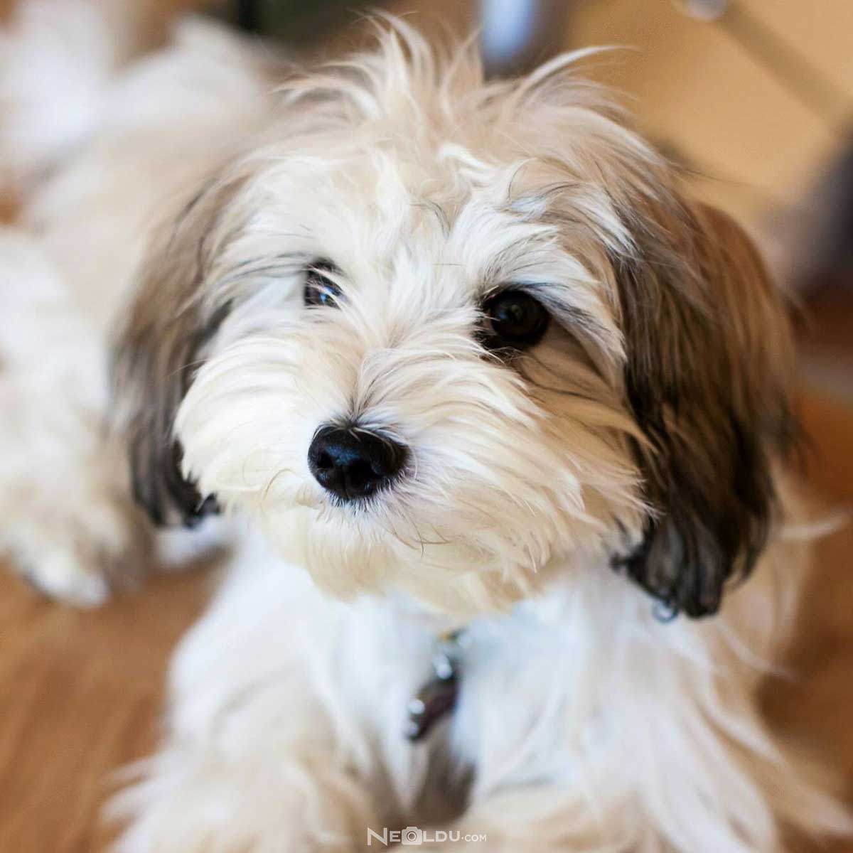 Havanese Köpek Cinsi