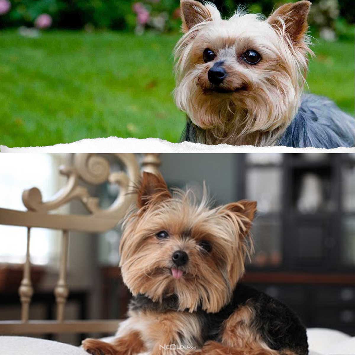 Yorkshire Terrier Köpek Cinsi