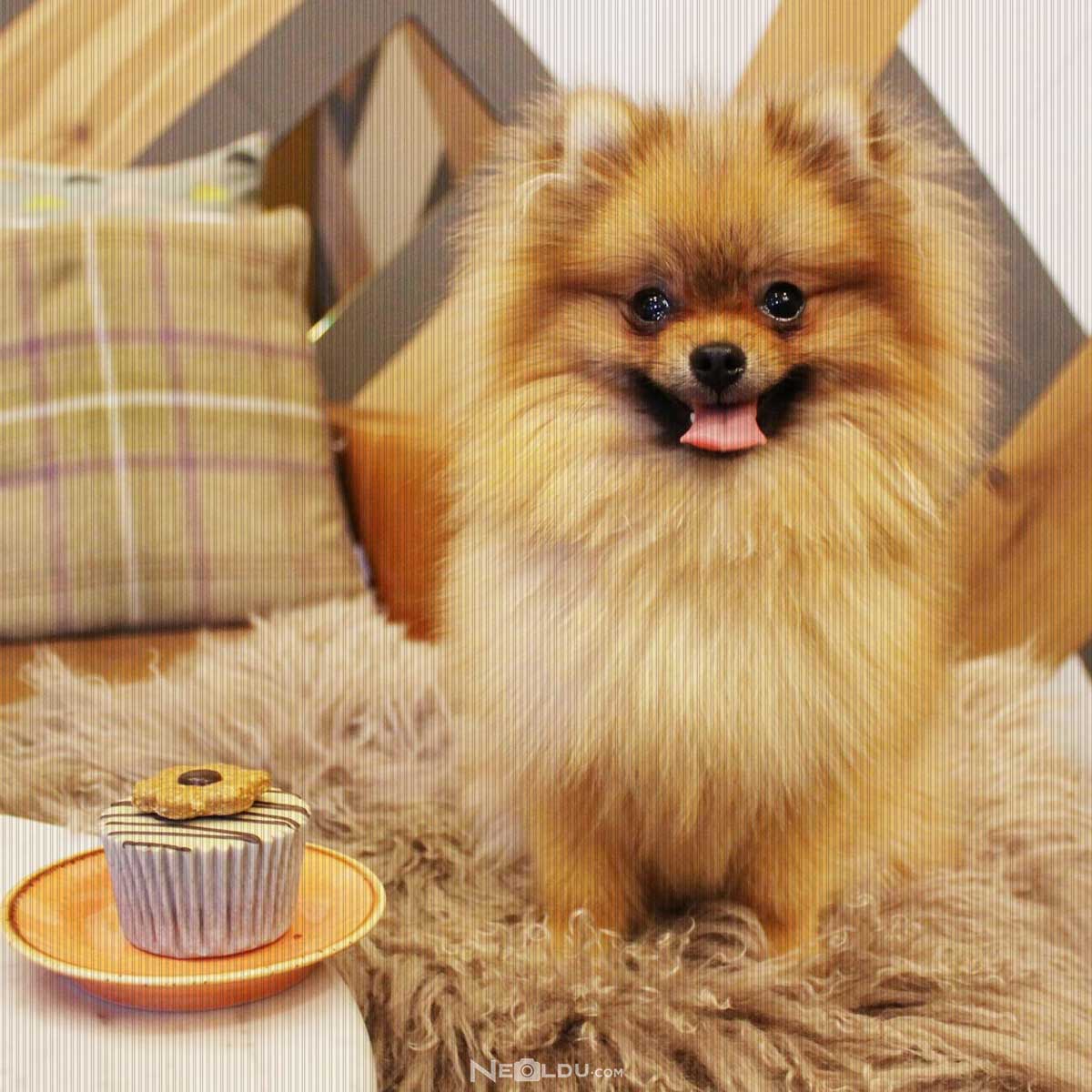 Pomeranian (Boo) Köpek Cinsi 