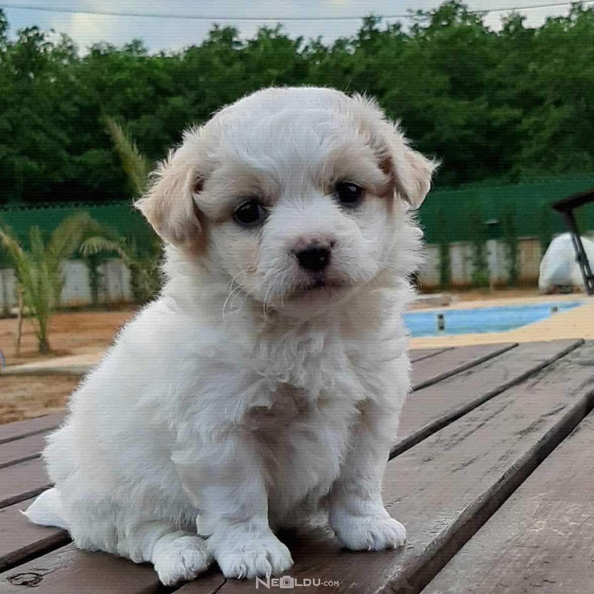 Havanese Köpek Cinsi