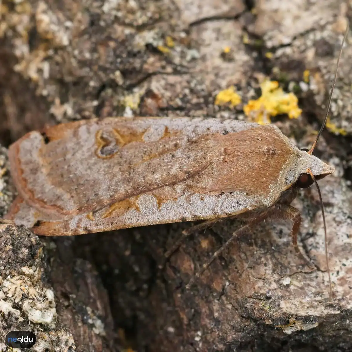 Underwing Moth Kelebeği Ağaç Kabuklarına Karışıyor