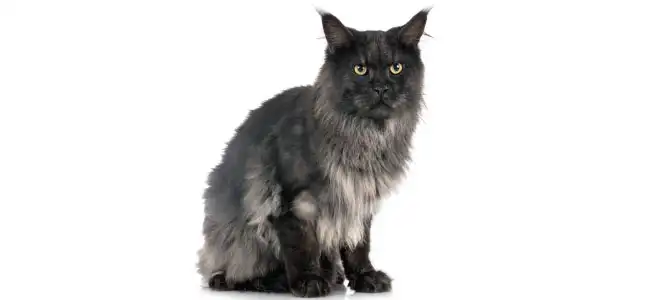 Maine Coon kedisi fotoğrafı