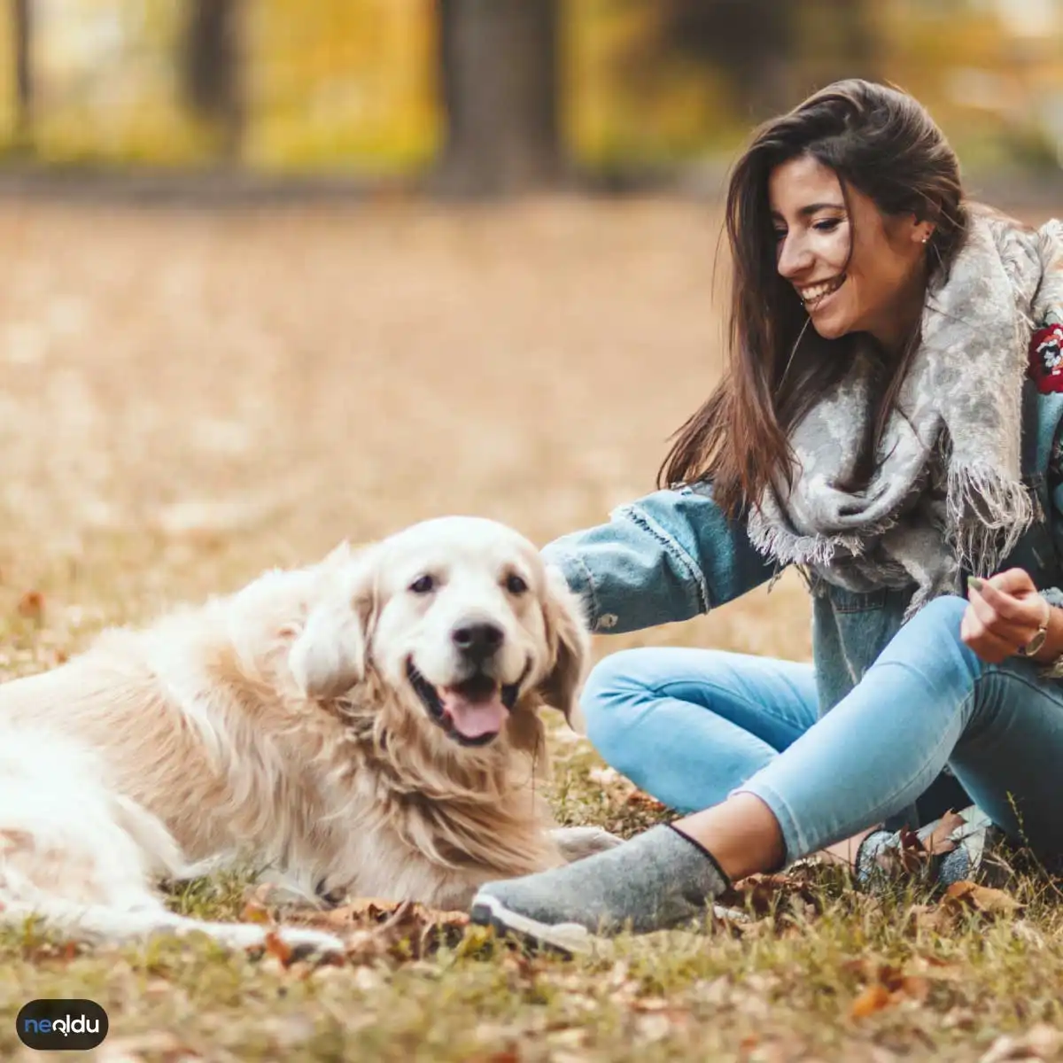 Köpekler Hakkında Bilgi