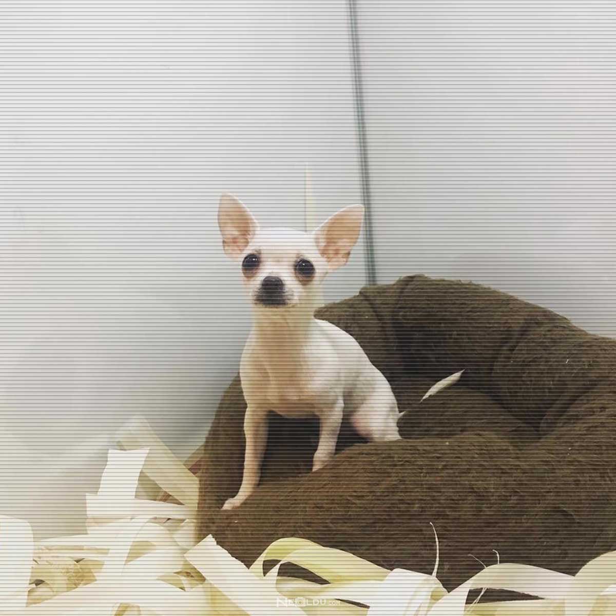 Chihuahua Köpek Cinsi