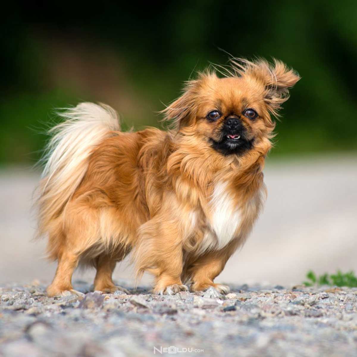 Pekingese Köpek Cinsi Hakkında