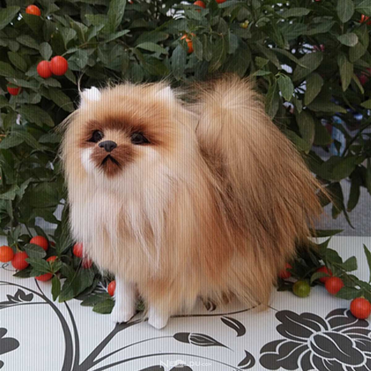 Pomeranian (Boo) Köpek Cinsi 