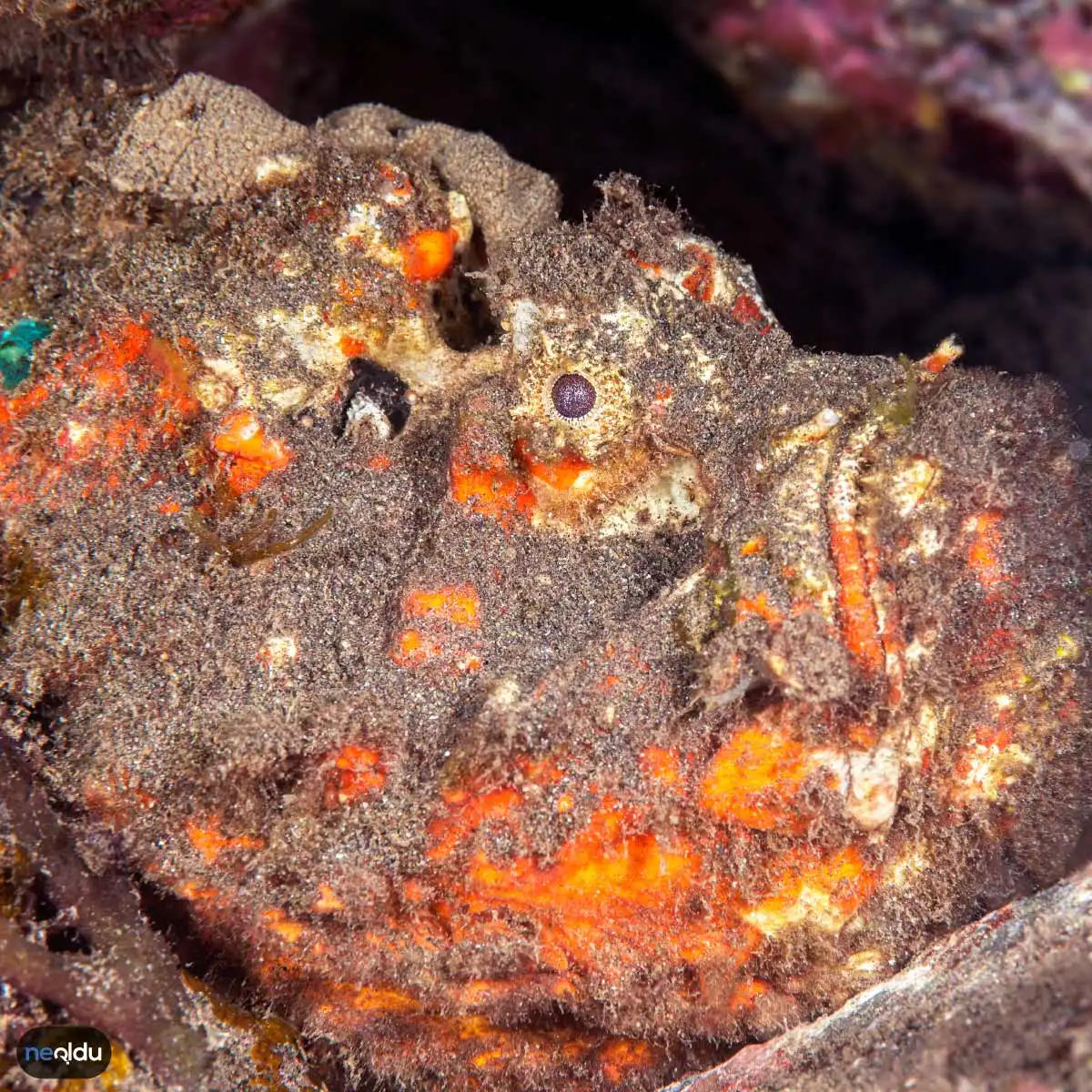 Reef Stonefish Zehirli Taş Balığı