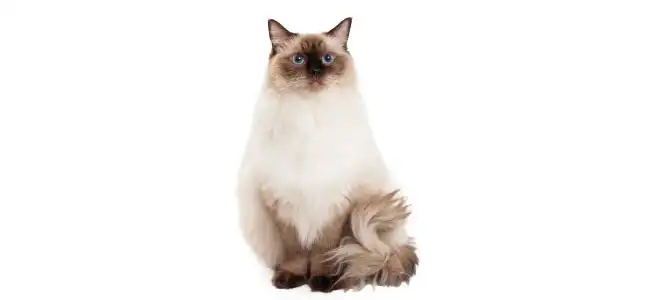 Ragdoll kedisi fotoğrafı